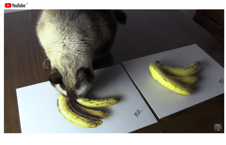 Disegno vs Banane